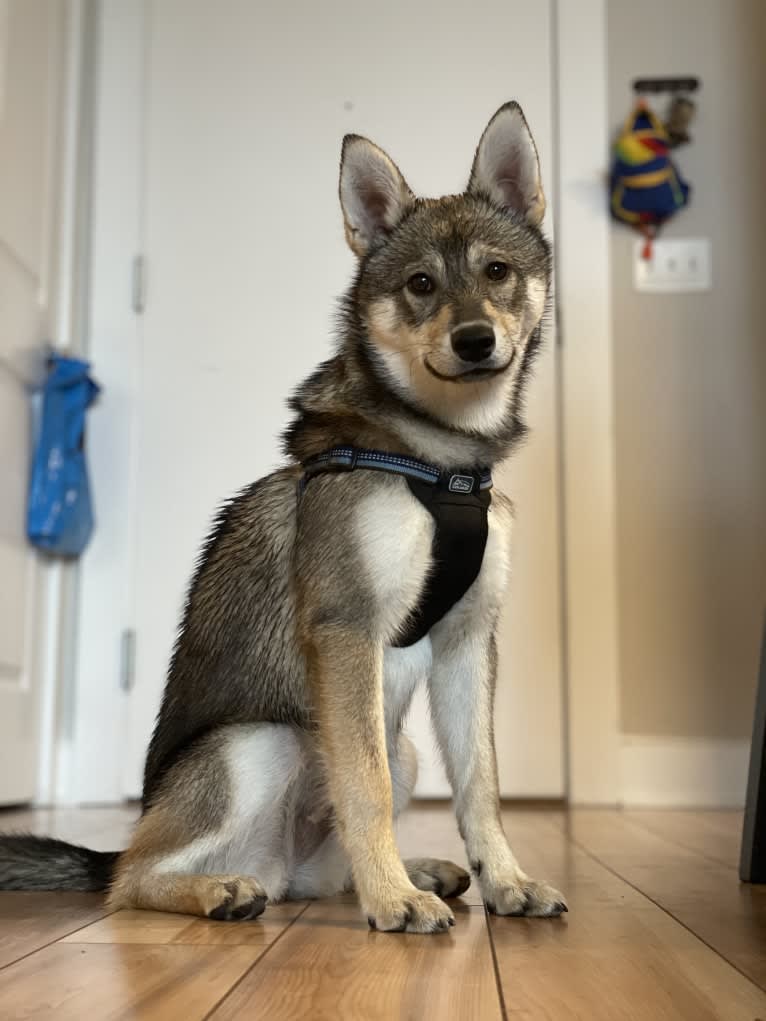 Stella, an Alaskan Klee Kai and Shiba Inu mix tested with EmbarkVet.com