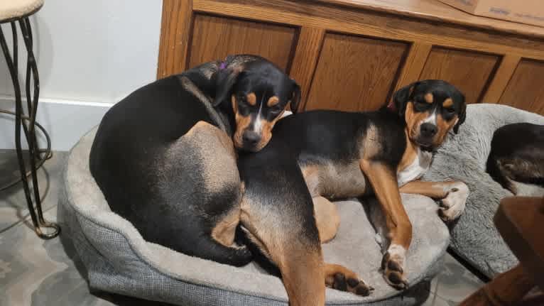 Abi, a Rottweiler and Boxer mix tested with EmbarkVet.com