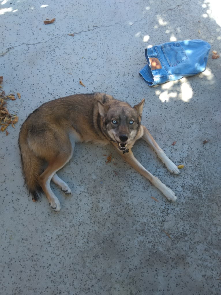 Sneaky, a Siberian Husky and Coyote mix tested with EmbarkVet.com