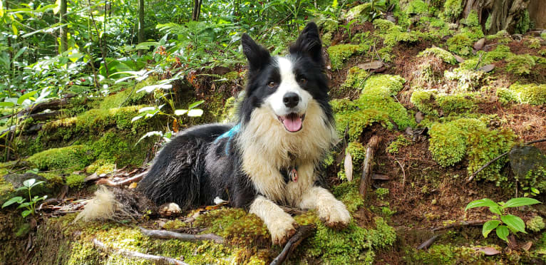 Kida, a Border Collie tested with EmbarkVet.com