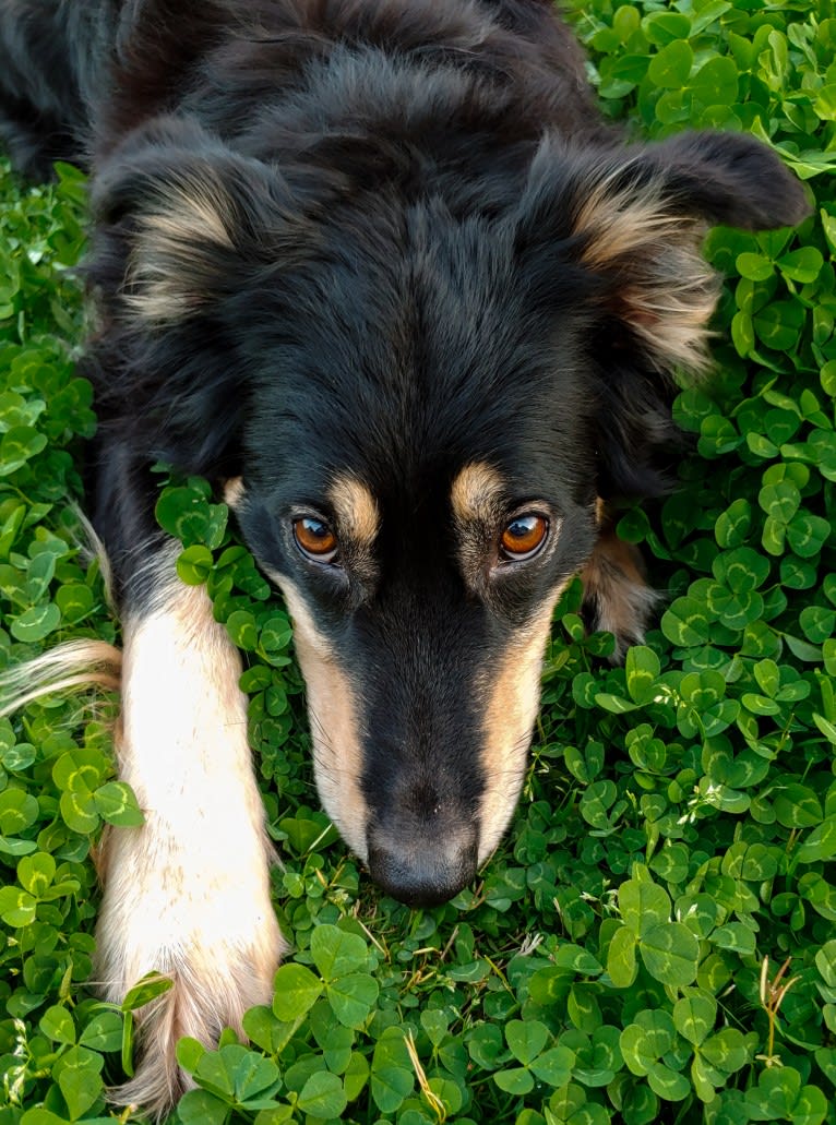 Maple, an English Shepherd tested with EmbarkVet.com