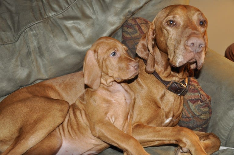 Bow, a Vizsla tested with EmbarkVet.com