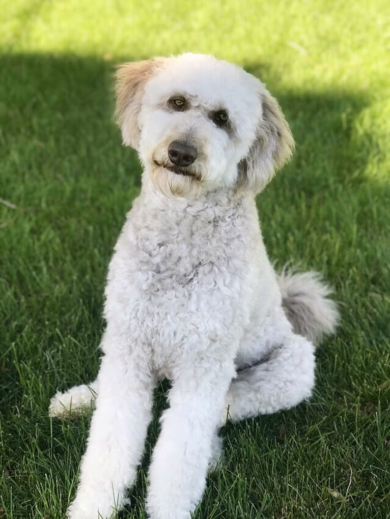 Dottie, a Goldendoodle tested with EmbarkVet.com