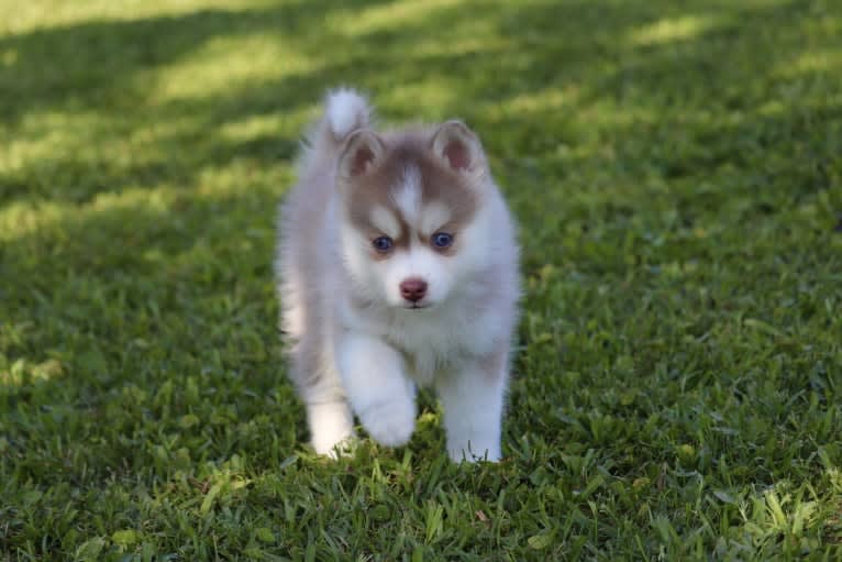 Mambo-F3, a Pomsky tested with EmbarkVet.com