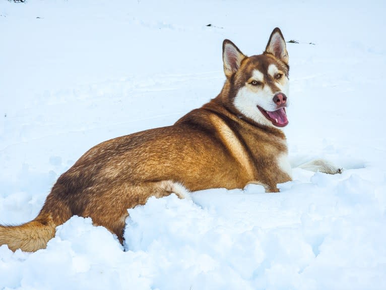 Gambit, a Siberian Husky and Australian Shepherd mix tested with EmbarkVet.com