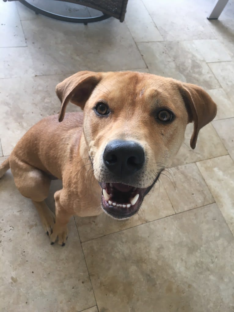 Whaler, an American Pit Bull Terrier and Catahoula Leopard Dog mix tested with EmbarkVet.com