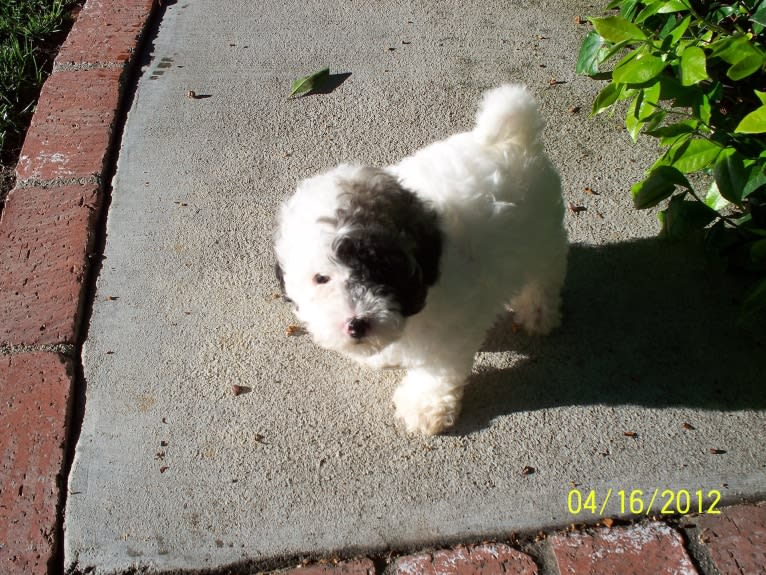 Sophia, a Poodle (Small) and Pekingese mix tested with EmbarkVet.com