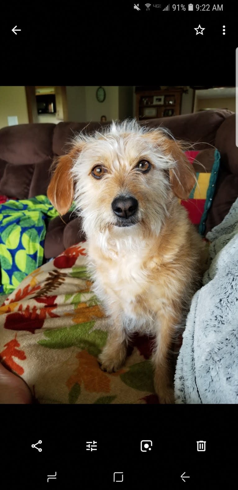 Cali, a Lhasa Apso and Beagle mix tested with EmbarkVet.com