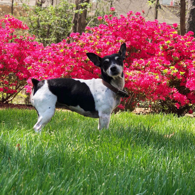 Sweet Pea, a Teddy Roosevelt Terrier tested with EmbarkVet.com