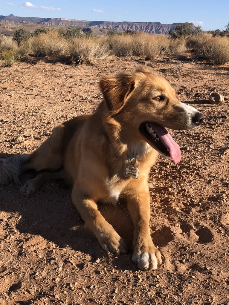 Rusty, a Border Collie and Australian Shepherd mix tested with EmbarkVet.com