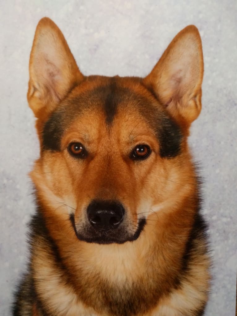 Shadow, a German Shepherd Dog and Siberian Husky mix tested with EmbarkVet.com