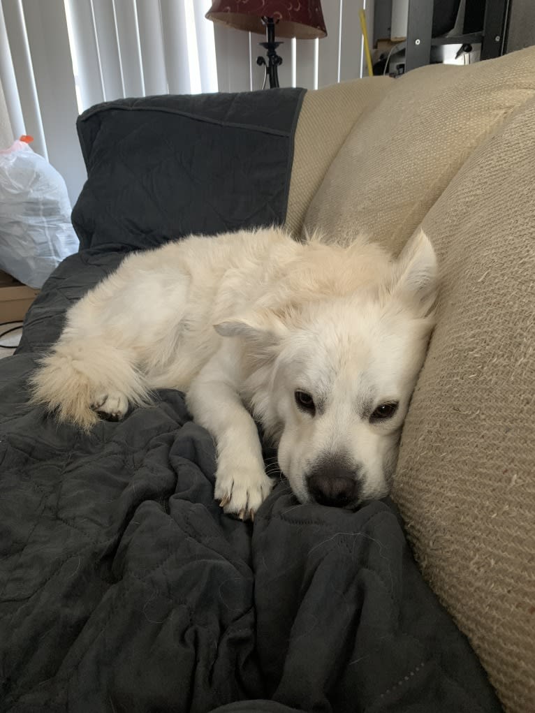 Peanut, a Cocker Spaniel and Chow Chow mix tested with EmbarkVet.com