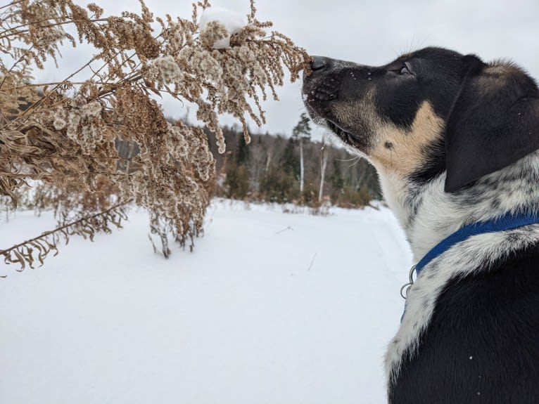 Crick, a Border Collie and Bluetick Coonhound mix tested with EmbarkVet.com