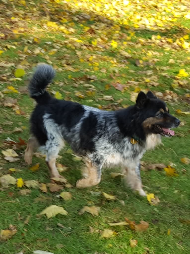 Quigley, an Australian Cattle Dog and Saint Bernard mix tested with EmbarkVet.com