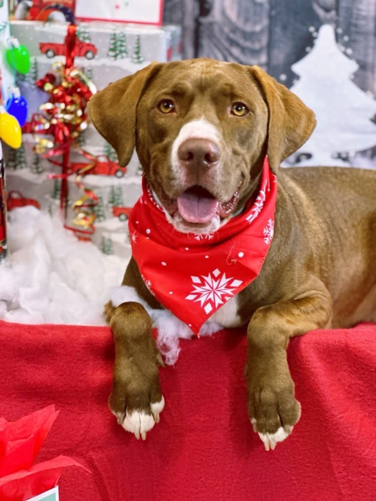 Molty, a Labrador Retriever and Bloodhound mix tested with EmbarkVet.com