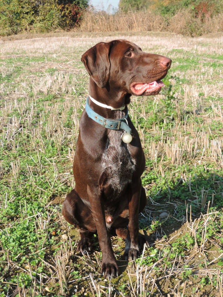 Ragù, a German Shorthaired Pointer and German Wirehaired Pointer mix tested with EmbarkVet.com