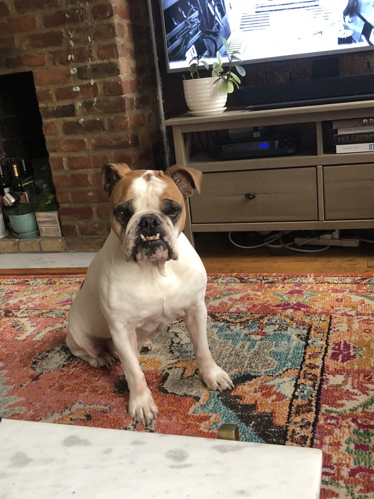 Hank, a Bulldog tested with EmbarkVet.com