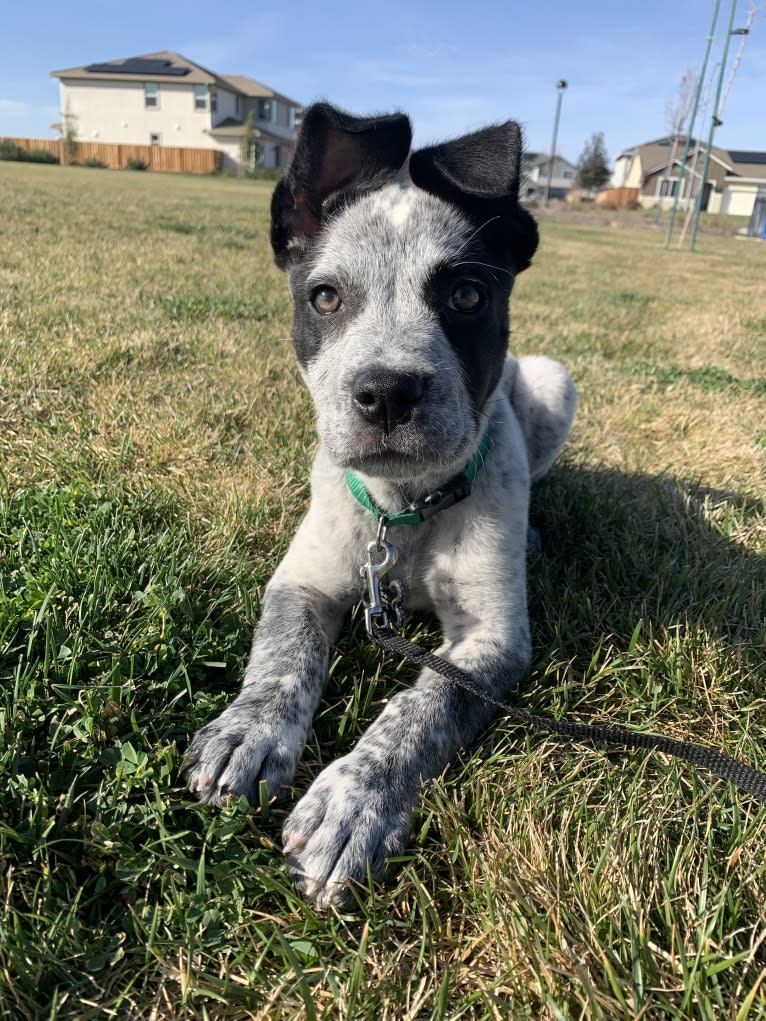 Jax, an American Pit Bull Terrier and Australian Cattle Dog mix tested with EmbarkVet.com