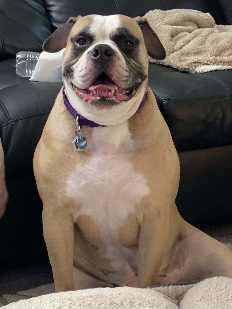 Honey, an American Bulldog tested with EmbarkVet.com