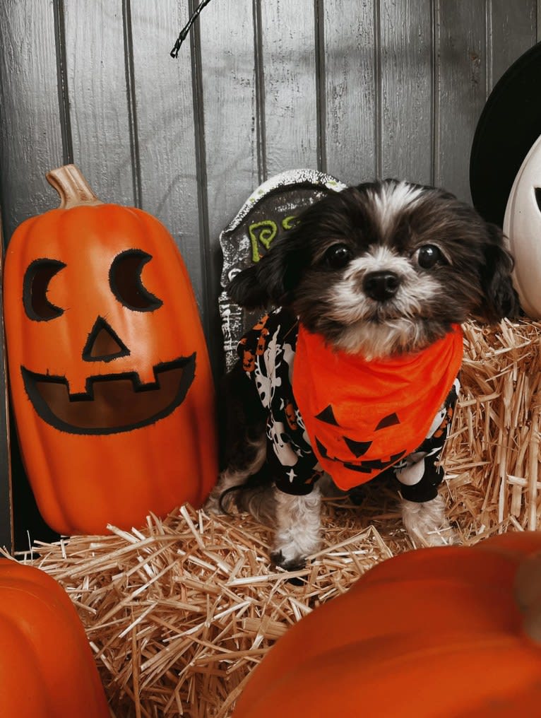 Texas Pete, a Shih Tzu and Maltese mix tested with EmbarkVet.com