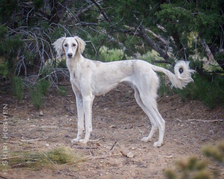 Silver, a Saluki tested with EmbarkVet.com