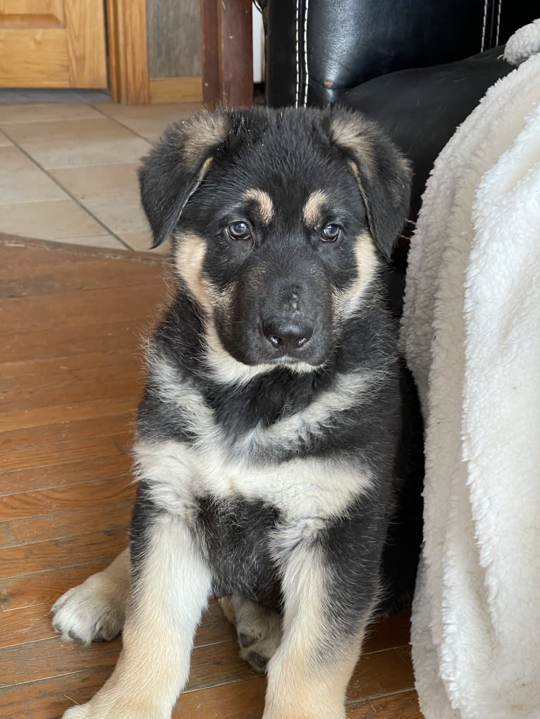 Big Ben, a German Shepherd Dog tested with EmbarkVet.com