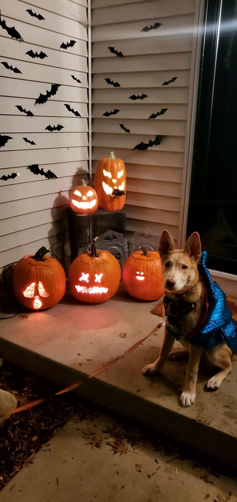 Aalo, a German Shepherd Dog and Siberian Husky mix tested with EmbarkVet.com