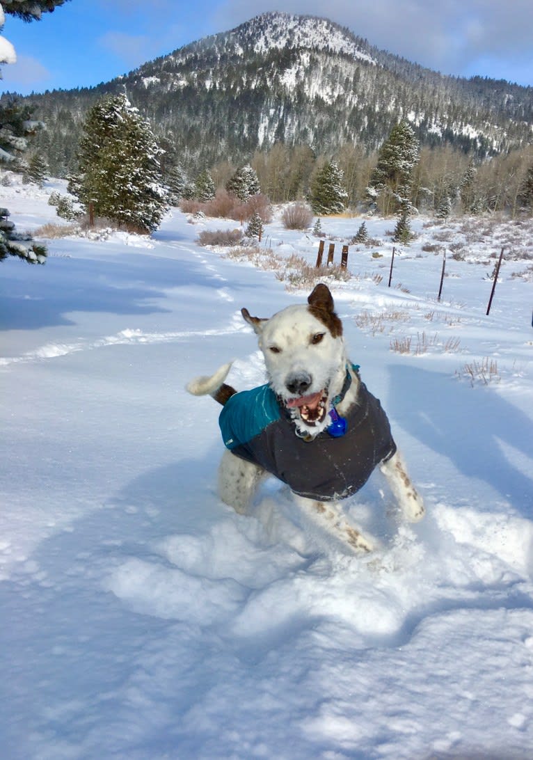 Sherlock, an Australian Cattle Dog and Poodle (Standard) mix tested with EmbarkVet.com