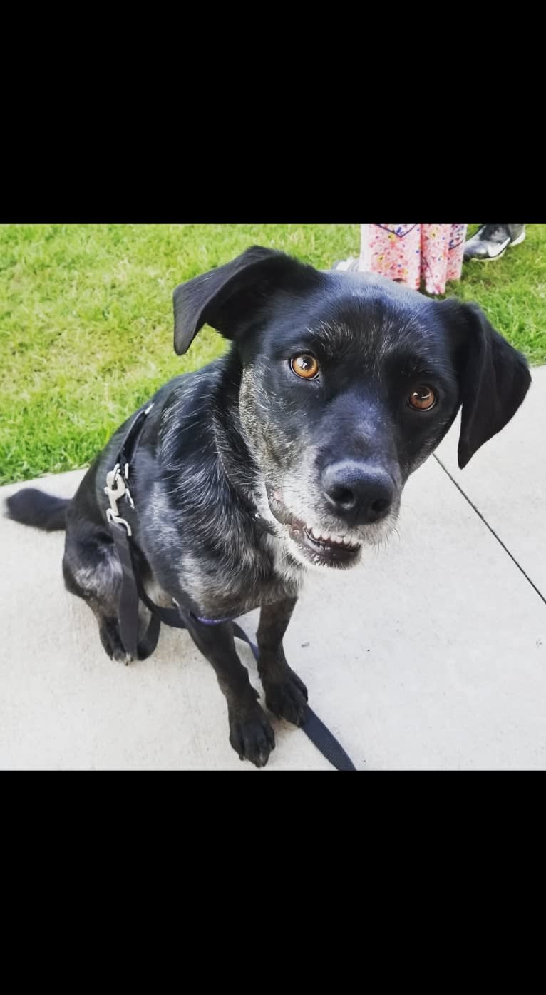 Gerdy, a Rottweiler and Australian Shepherd mix tested with EmbarkVet.com