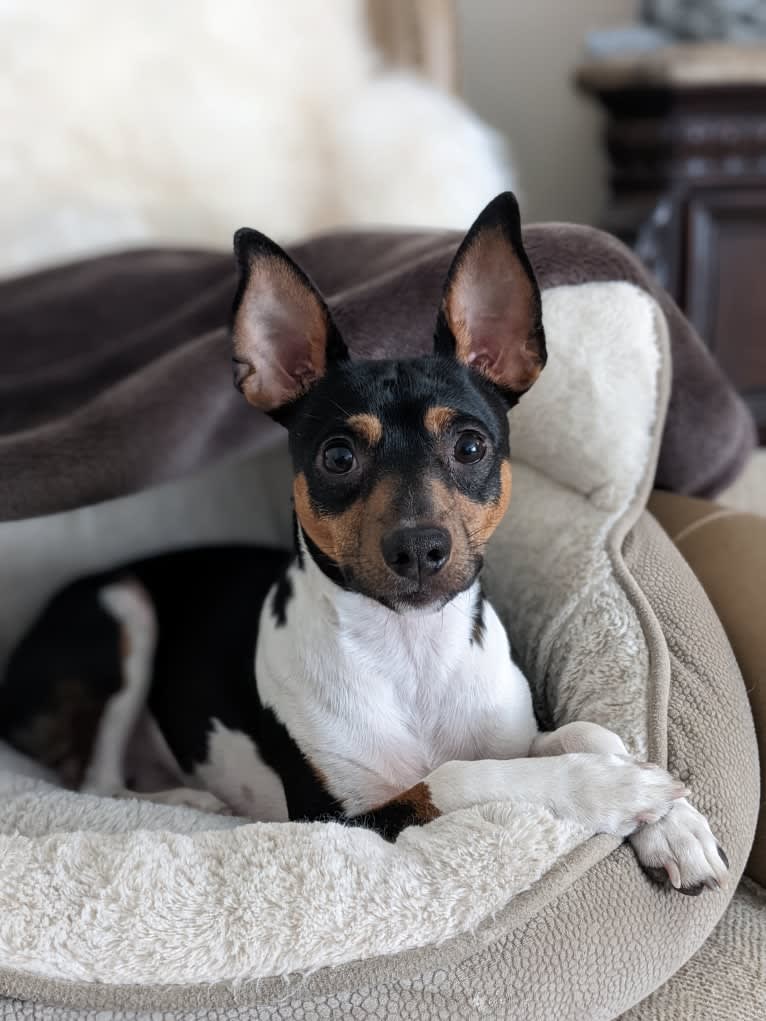 Bode, a Rat Terrier tested with EmbarkVet.com