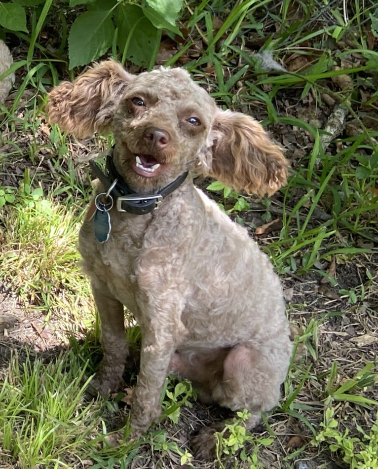 Rusty, a Poodle (Small) tested with EmbarkVet.com