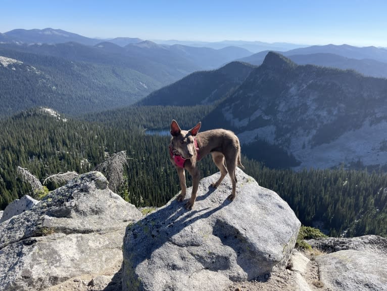 Nora, an Australian Kelpie tested with EmbarkVet.com