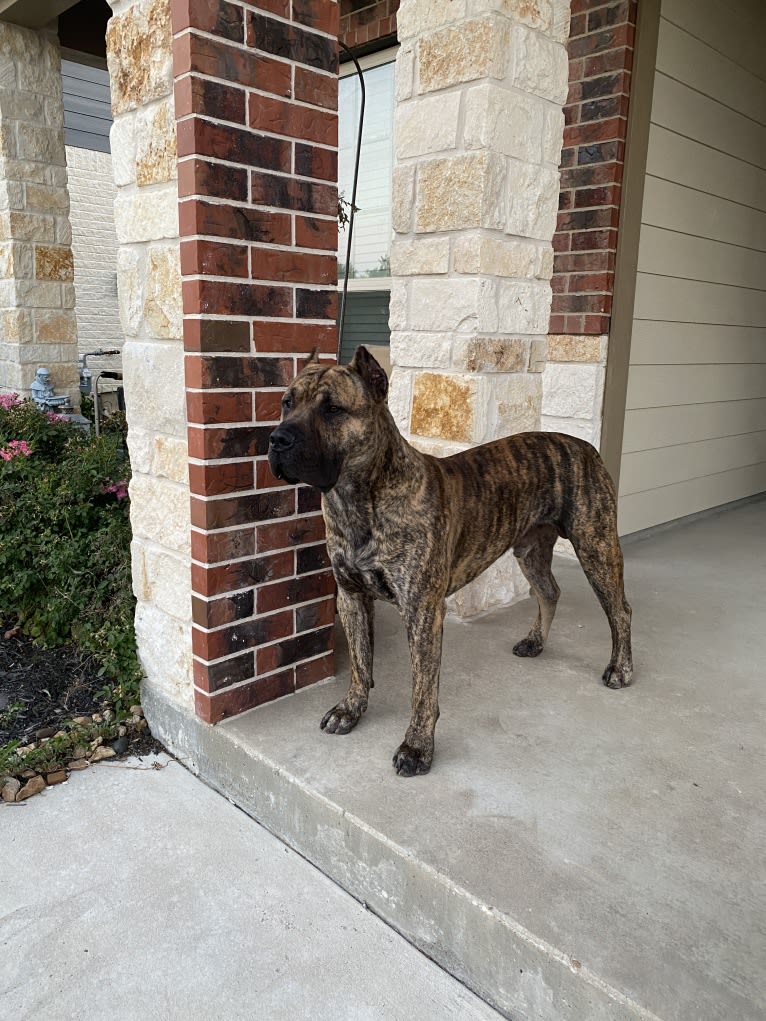 Jäger, a Perro de Presa Canario tested with EmbarkVet.com