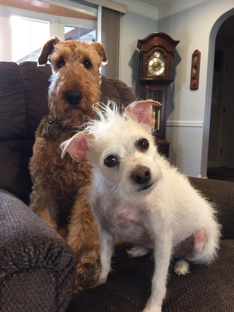 Coleen, a Rat Terrier and Poodle (Small) mix tested with EmbarkVet.com