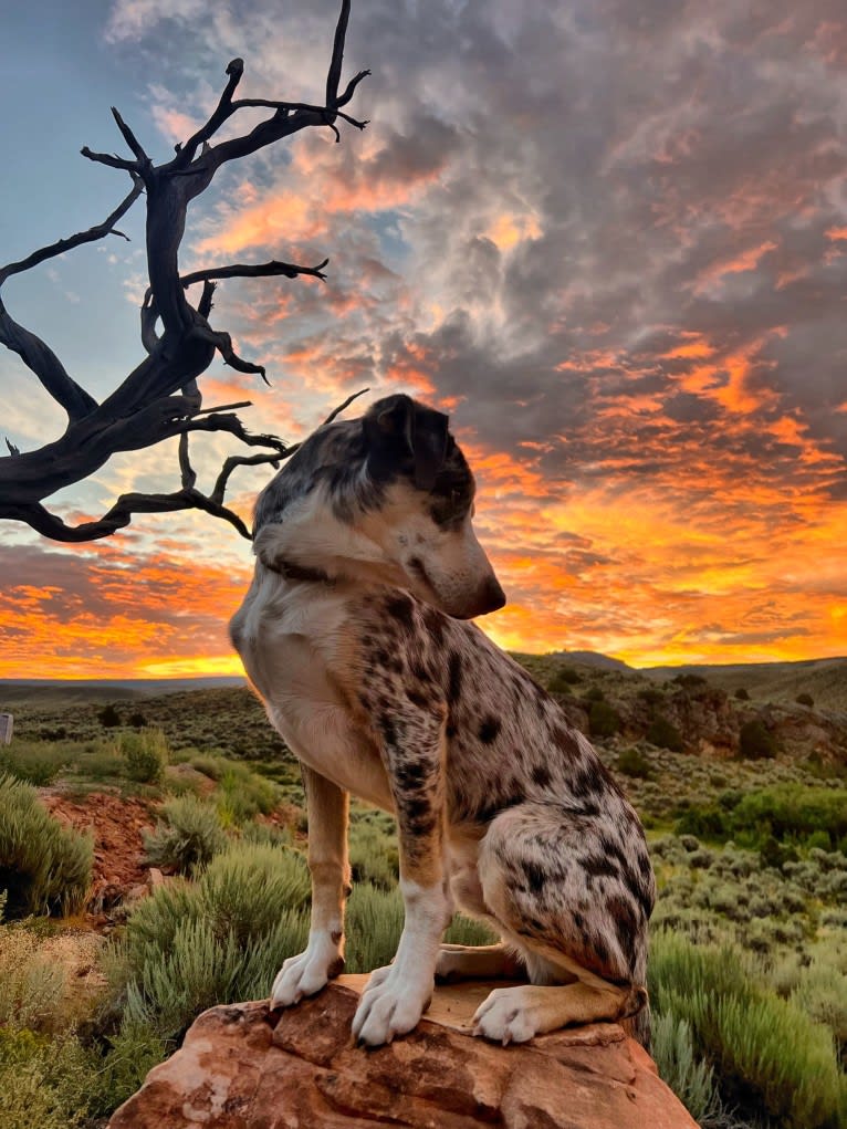 IronEye Pancho, a Border Collie and Catahoula Leopard Dog mix tested with EmbarkVet.com