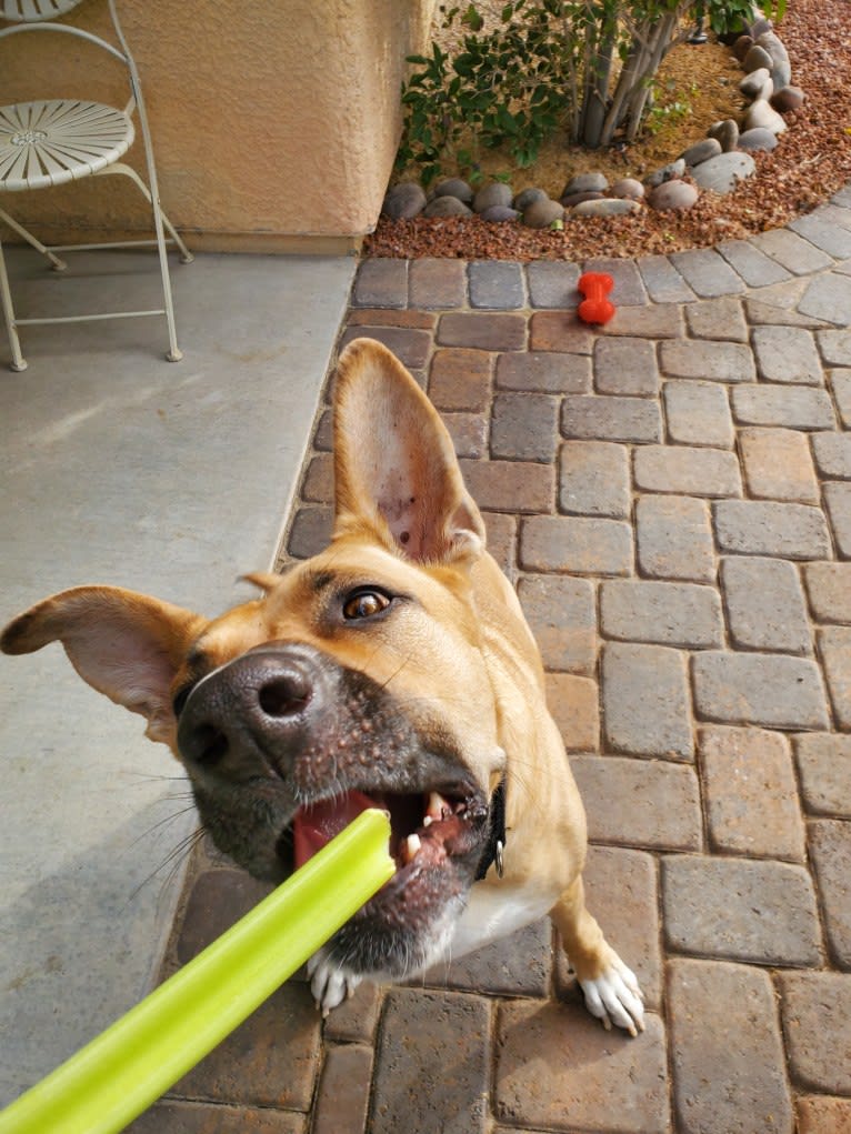 Cleo, a German Shepherd Dog and Boxer mix tested with EmbarkVet.com