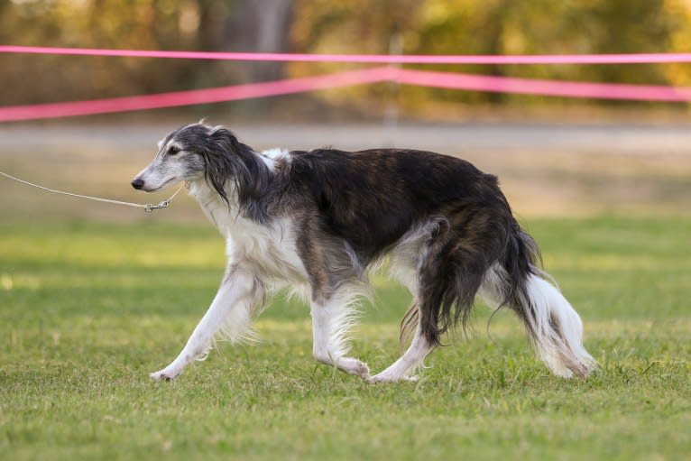 Kira, a Silken Windhound tested with EmbarkVet.com