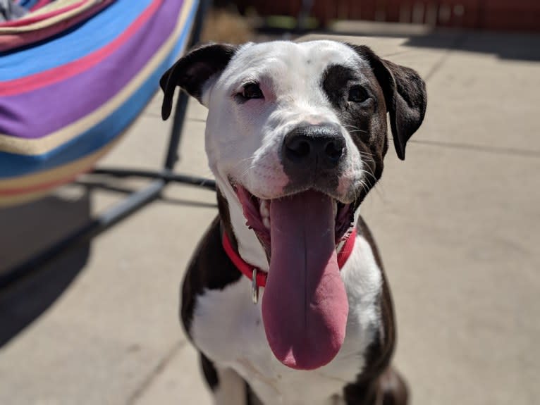 Morgan, an American Pit Bull Terrier and American Staffordshire Terrier mix tested with EmbarkVet.com