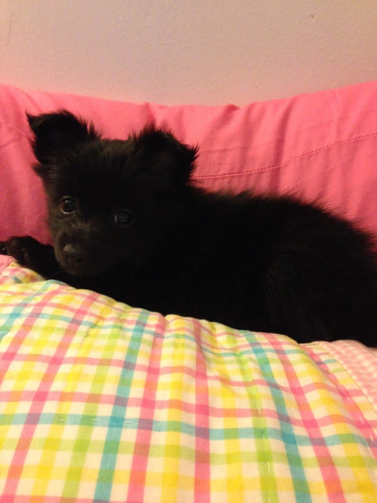 Leila, a Pomchi tested with EmbarkVet.com