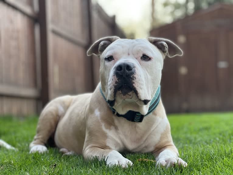 Rambo, an American Bully tested with EmbarkVet.com