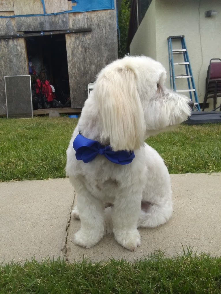 Leche, a Poodle (Small) and Chihuahua mix tested with EmbarkVet.com