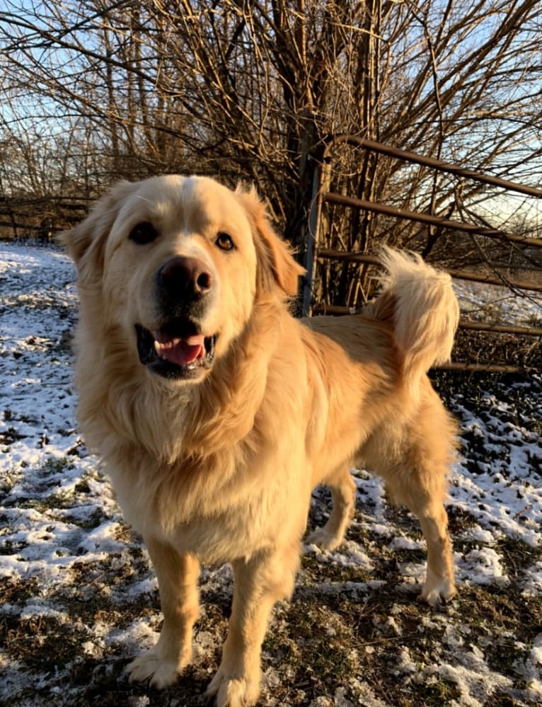 Flynn, a Labrador Retriever and Great Pyrenees mix tested with EmbarkVet.com