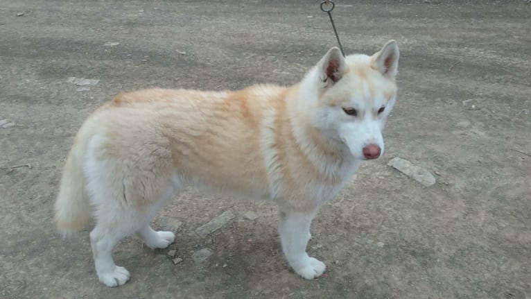 Tikka, a Siberian Husky tested with EmbarkVet.com
