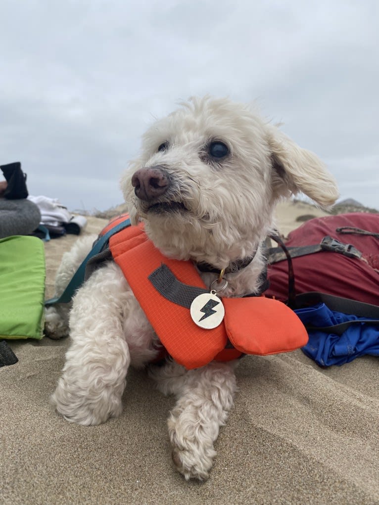 Bobby McGee, a Poodle (Small) and Cocker Spaniel mix tested with EmbarkVet.com