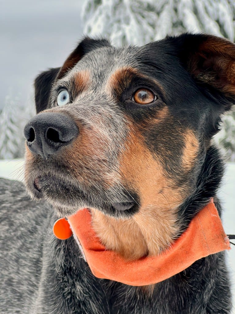 Levi, an Australian Cattle Dog and Bluetick Coonhound mix tested with EmbarkVet.com