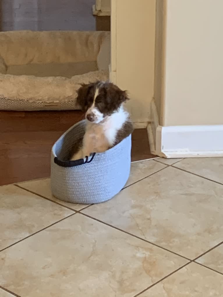 Cooper, a Poodle (Small) and Miniature/MAS-type Australian Shepherd mix tested with EmbarkVet.com