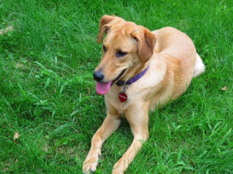Paisley, a Labrador Retriever and German Shepherd Dog mix tested with EmbarkVet.com