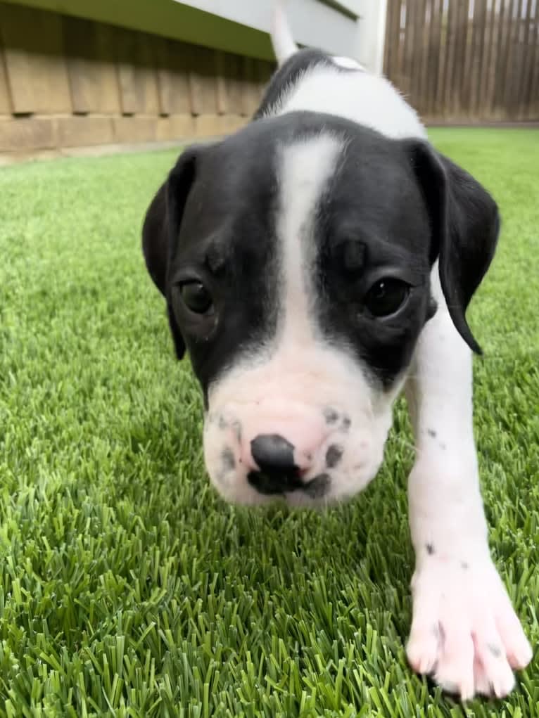 Finnegan, a Boxer and German Shorthaired Pointer mix tested with EmbarkVet.com