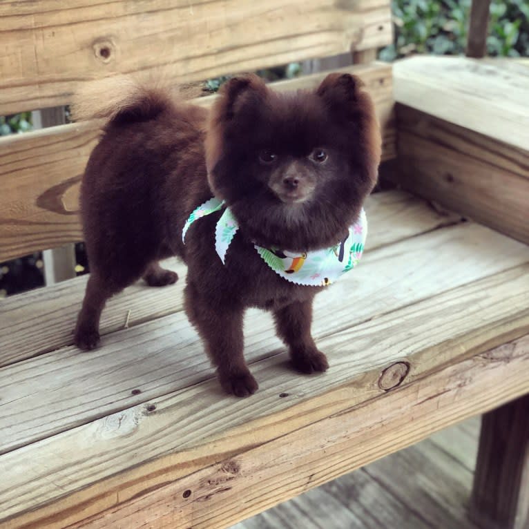 Egypt, a Pomeranian tested with EmbarkVet.com