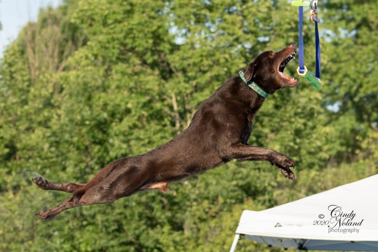 STK9s Colt45s Heart Of A Hero, a Labrador Retriever tested with EmbarkVet.com